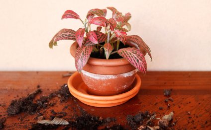 Pet-friendly indoor plants