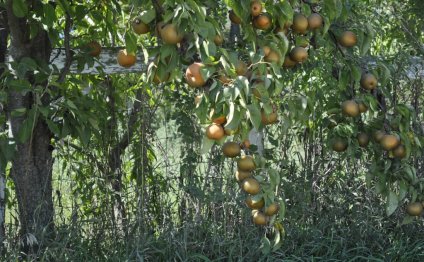 Hardy Giant Asian Pears on