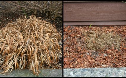 Japanese forest grass pruning