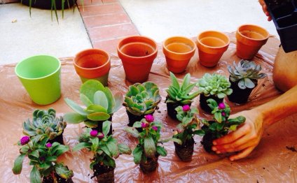 Succulents and low maintenance