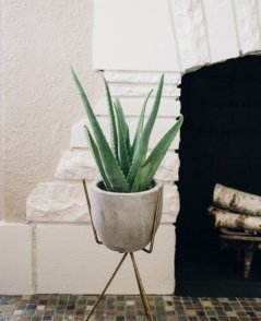 Aloe