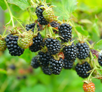 blackberries