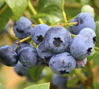 blueberries