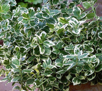 euonymus