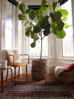Fiddle leaf
