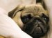 Low maintenance dog breeds