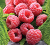 raspberries