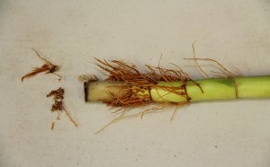 Bamboo Plant Maintenance
