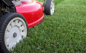 Lawn Care and maintenance