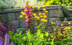 Lawn Care, maintenance