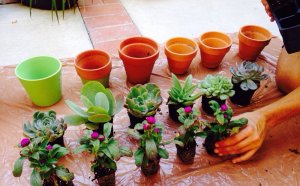 Low maintenance Flowers