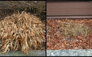 Ornamental grasses Care and maintenance