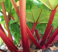 rhubarb