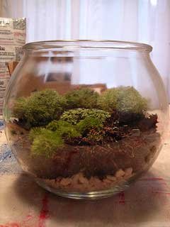 terrarium