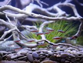 Fish Tank Care and maintenance