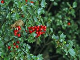 Low-Maintenance Evergreen shrubs