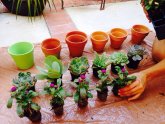 Low maintenance Flowers