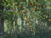 Low maintenance Fruit Trees