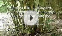 Bamboo Grooming & Maintenance