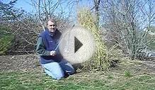 Care of Ornamental Grasses.m4v