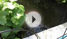 Easy Fish Pond Maintenance TIPS : How to clean a POND PUMP