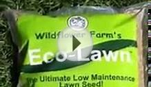 (Eco Lawn) How to install low maintenance grass (