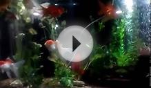 Feeding gold fish 125 gallon maintenance and care part 2