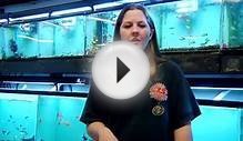 Fish Tanks & Aquarium Maintenance : How to Maintain an