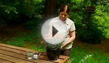Flower Garden : How to Make Plants Flower Better
