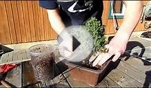 How To Plant A Bonsai Tree (easy way)