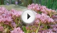 Low-Maintenance Ground Covers That Suppress Weeds