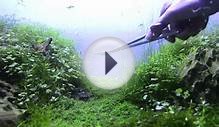 Nature Aquarium Maintenance - Plant Care