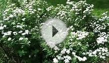 Snowmound #Spirea #Shrub Blooms Look Like #Snow! #low